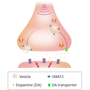 HD Mechanism of Disease