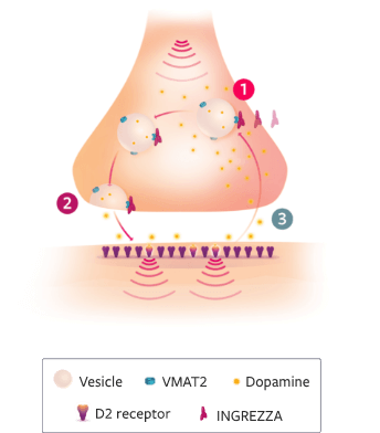 TD Chorea Mechanism of Action